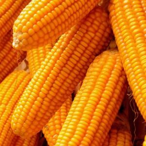 MAIZE/CORN