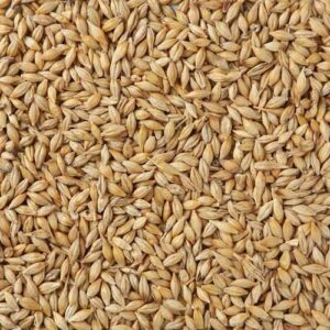MALT BARLEY