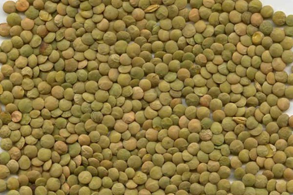 GREEN LENTILS