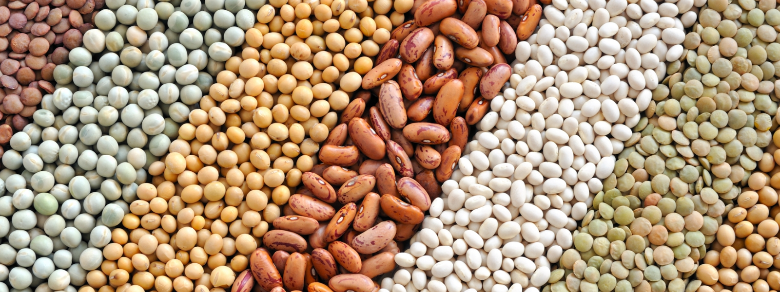 beans-banner